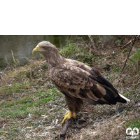 گونه عقاب دریایی دم سفید White tailed Eagle